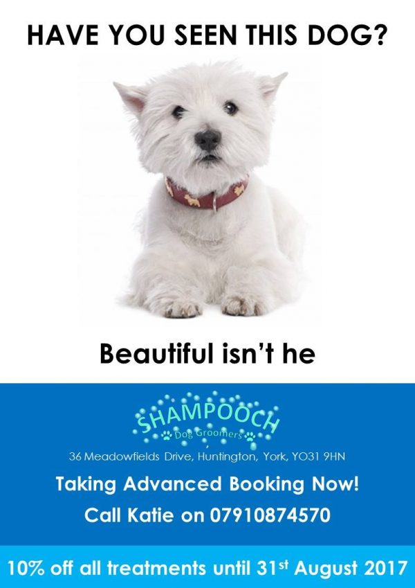 Dog Grooming Offers Shampooch Dog Groomers York
