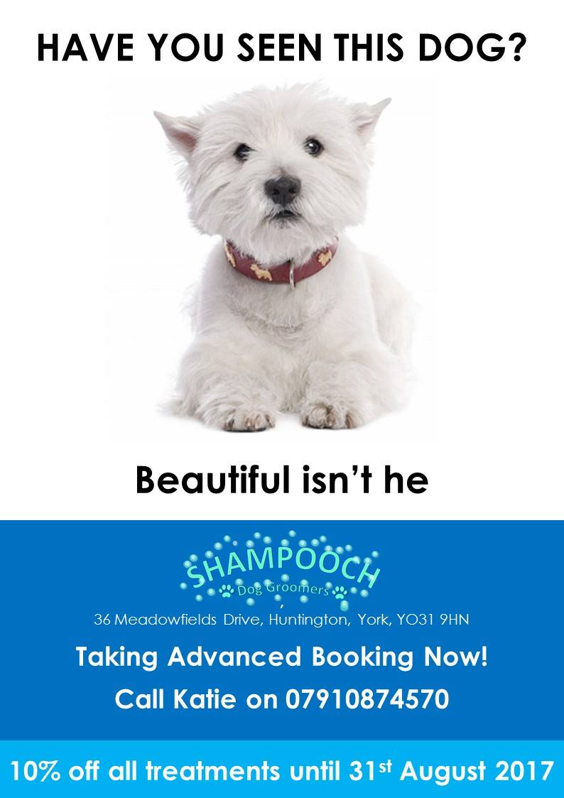 Dog grooming offers new arrivals