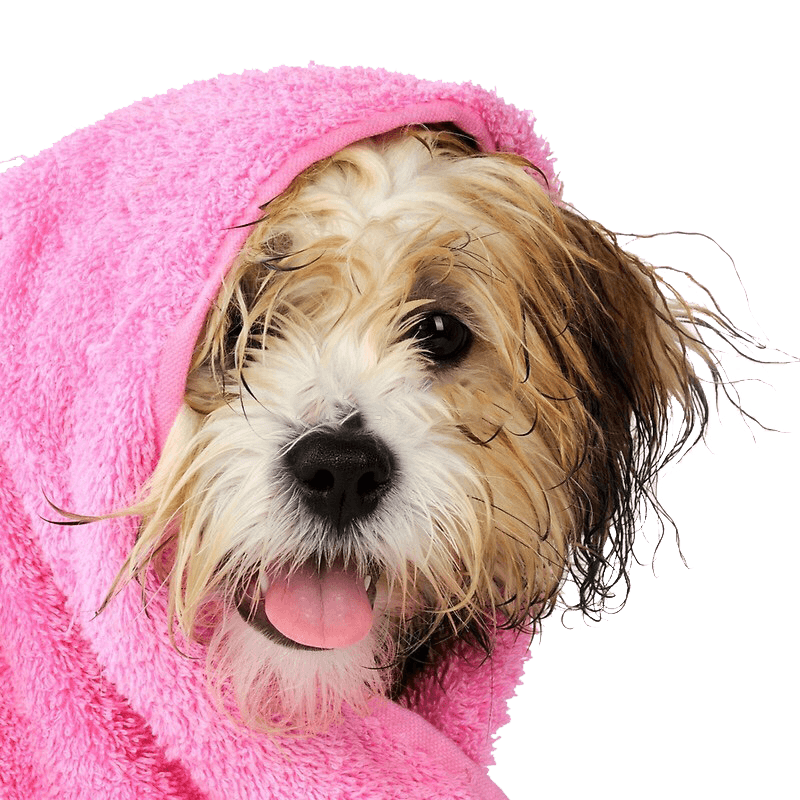 Shampooch Dog Groomers Dog Groomers York