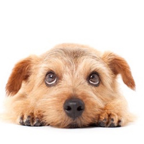 Gallery Shampooch Dog Groomers York