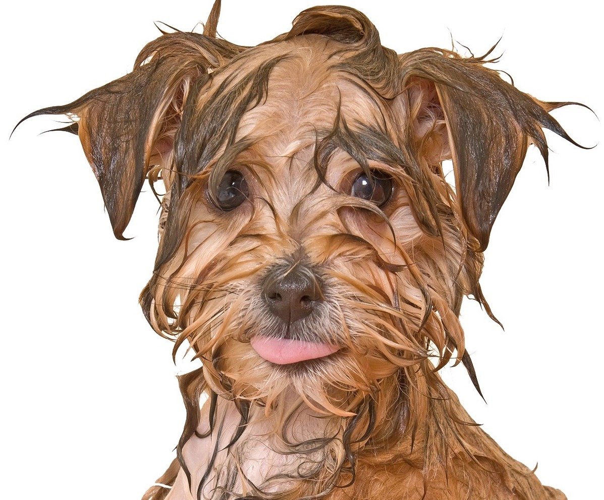 Wet_puppy Dog Groomers York